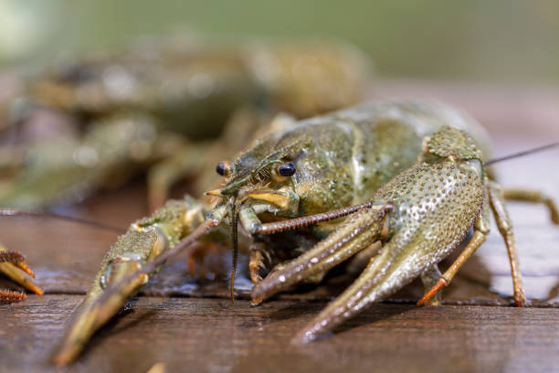 istock live river crayfish on a wooden table at a picnic 2170287288