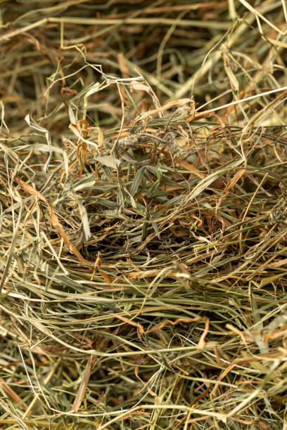 istock Dehydrated Dried Grass for hay production in agriculture 2170287389