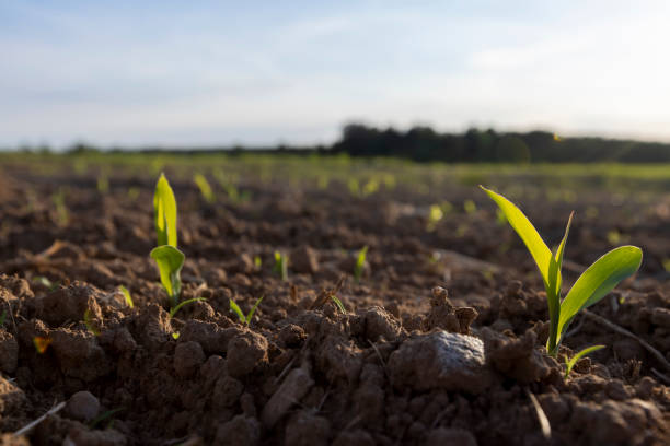 istock sunset in a field with young corn sprouts in a fertile field 2170287395