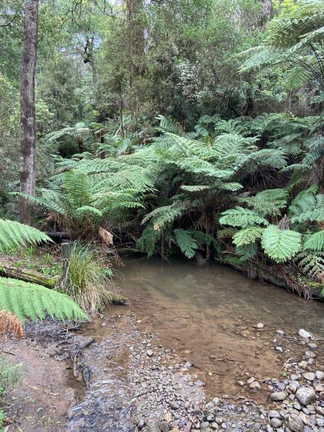 istock Sassafras Creek with ferns overhanging water 2170287406
