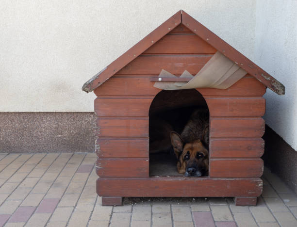 istock German Shepherd inside a dog house kennel guard protect property 2170289140
