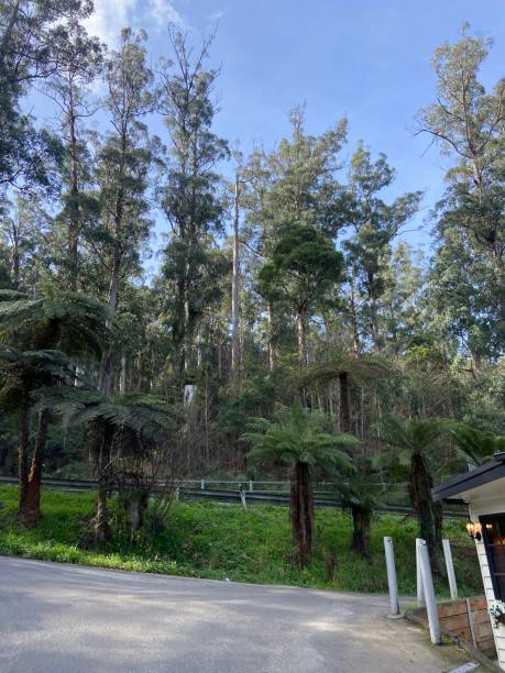 istock Tall trees of Belgrave 2170291589