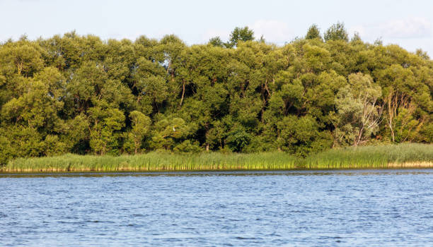 istock Green trees on the horizon on the lake shore 2170292106