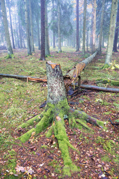 istock Wind snap after a storm in a coniferous forest 2170292300