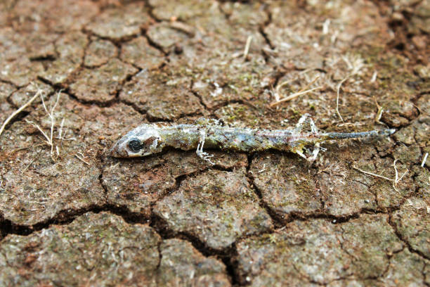 The lizard carcass is surrounded by small red ants on the ground