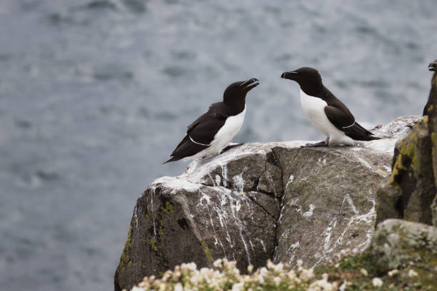 istock Pair of Razorbills Perched on Cliffs, Isle of May, Scotland 2170292598