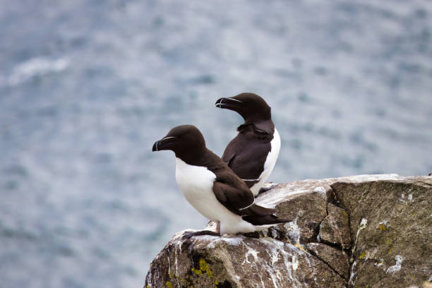 istock Razorbills Resting on Cliff Edge, Isle of May, Scotland 2170292649