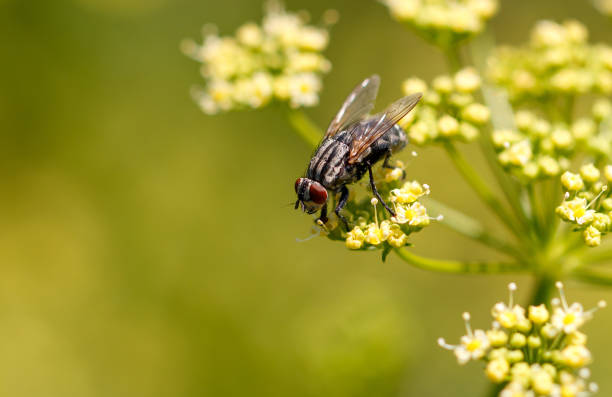 istock A fly on small yellow flowers. Macro 2170292903