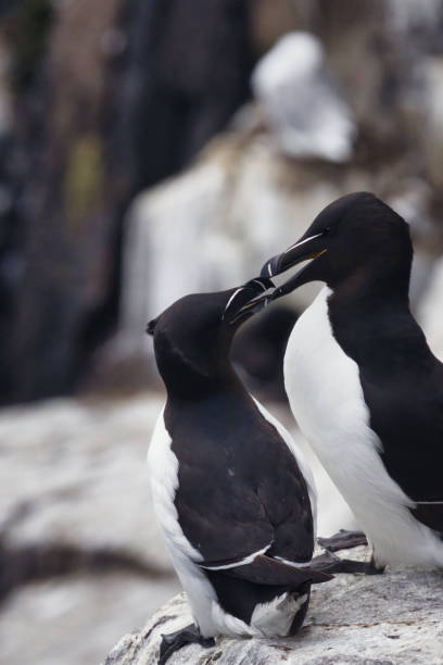 istock Two black and white birds stand next to each other on a rock 2170292936