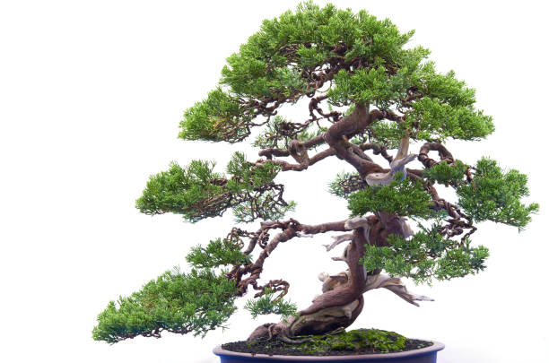 istock Bonsai tree isolated on white background in a pot plant with many different unique shapes symbolizing an abstraction in the life that humans must overcome to survive 2170293044