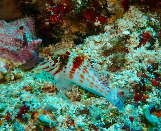 istock Dwarf Hawkfish on coral Fiji 2170296184