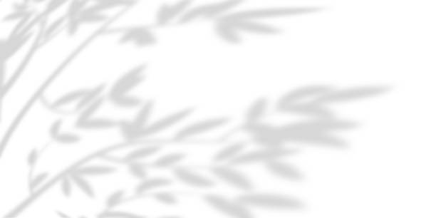 istock White wall background of trees soft shadows and gradients. Natural pattern, branch and leaves with gray shadow. Copy space 2170298219
