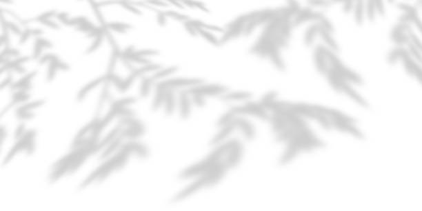 istock White wall background of trees soft shadows and gradients. Natural pattern, branch and leaves with gray shadow. Copy space 2170298220