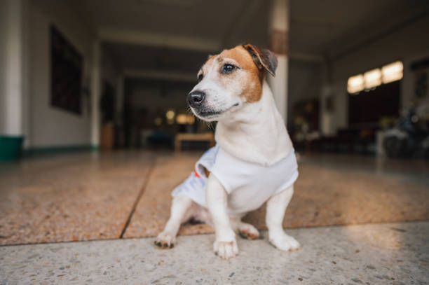 Close up Little jack russell face looking at owner