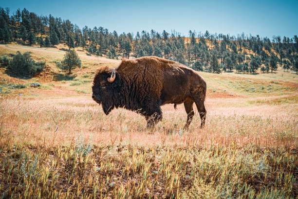 istock Majestic bison in a grassy field with forested hillside 2170300849