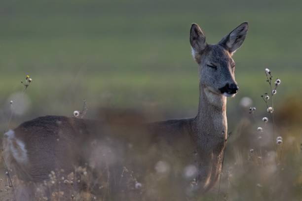 istock Deer standing in a field with eyes closed 2170301494