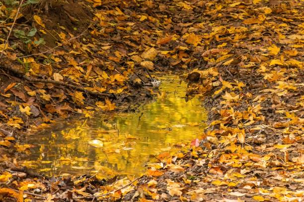 brown and yellow leaves fallen on the ground in autumn