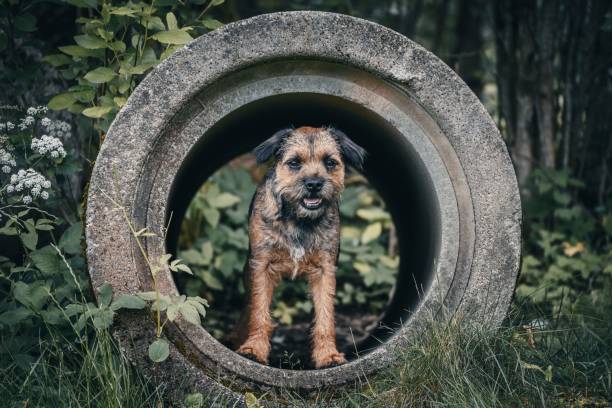 A cute dog standing inside a concrete pipe in a garden with green plants and foliage
