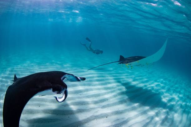 istock Diver swimming with manta rays in clear blue ocean water. 2170301932