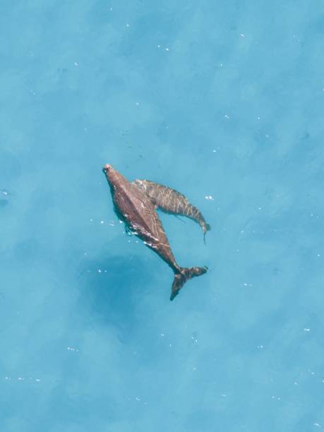 istock View of two dolphins swimming in clear blue water. 2170301957
