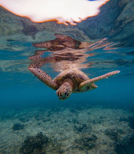 istock A sea turtle swimming underwater with a reflection on the water surface. 2170302272
