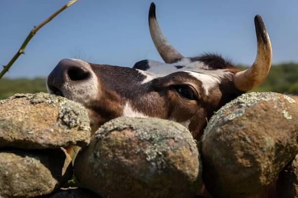 istock Curious cow peeking through a stone fence in a rural landscape 2170302285