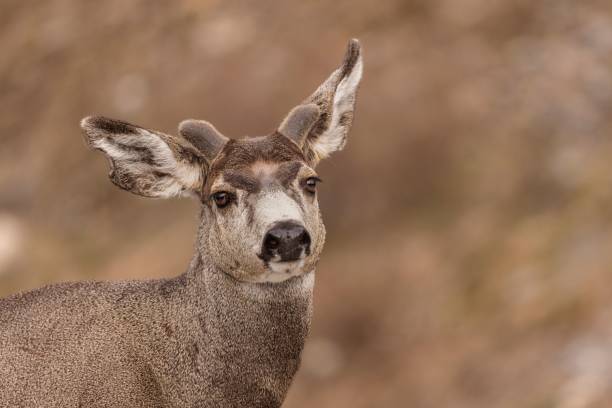 istock Close-up of a deer with large ears. 2170302372