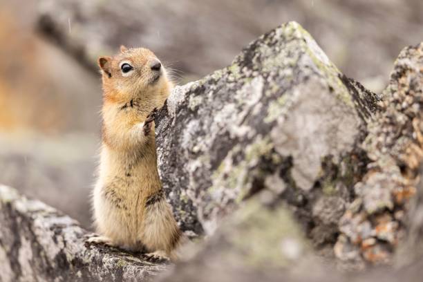 istock Squirrel standing on a rock in natural habitat. 2170302398