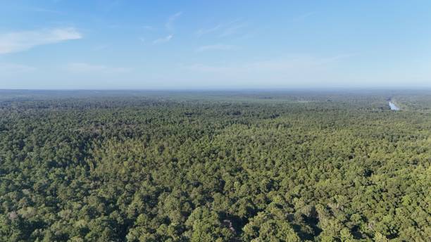 istock Aerial view of green forest landscape under blue sky 2170302536