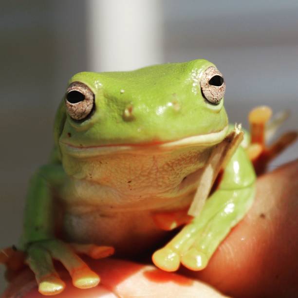 istock Green Tree Frog found in the Australian Outback 2170302645