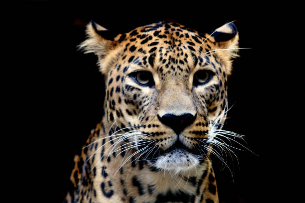 istock Sri Lankan leopard - Panthera pardus kotiya - isolated 2170303675