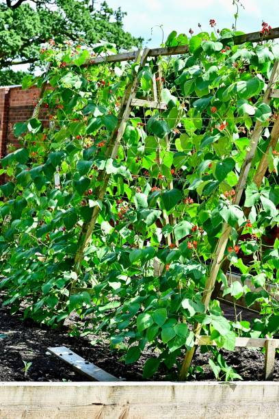 istock Garden with climbing scarlet runner bean plants on wooden frames 2170304067