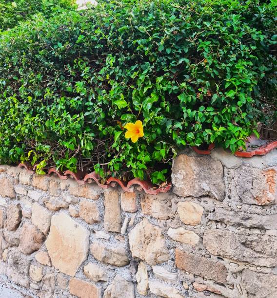 A vibrant yellow flower blooming amidst a green hedge above a rustic stone wall.