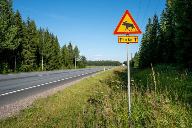 istock Rural road with moose crossing warning sign 2170304578