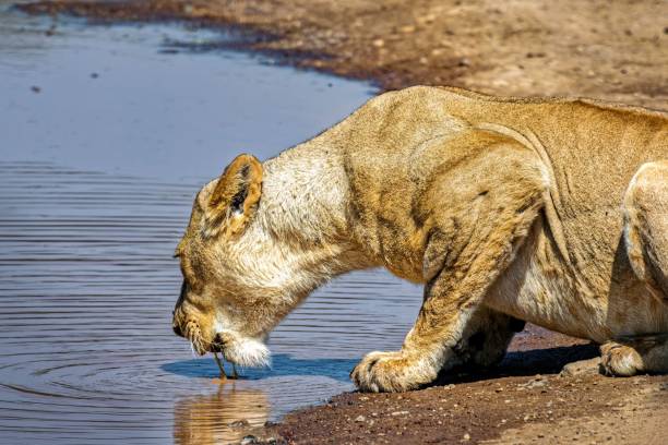 istock Lioness drinking water in wildlife reserve 2170304685