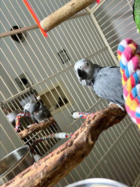 istock African grey parrot perched on a branch inside a cage with mirror reflecting its image 2170304773