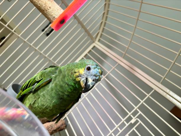 istock Close-up of serious orange-winged Amazon parrot inside a cage with a perch, looking at the camera 2170304781