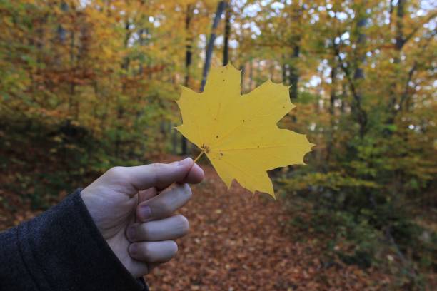 istock Hand holding yellow maple leaf in autumn forest 2170305203