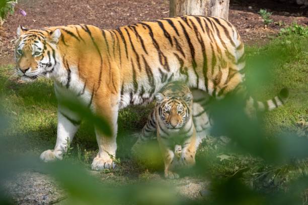 istock Majestic tiger with its cub standing in a lush, green environment, captured in a natural setting 2170305219