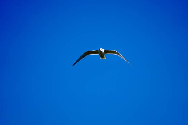 A seagull in flight against a clear blue sky, showcasing the beauty of nature and freedom.