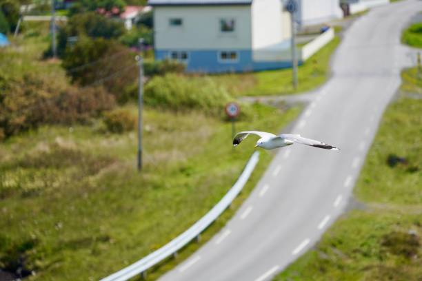 A seagull in flight over a rural road with greenery and buildings in the background.