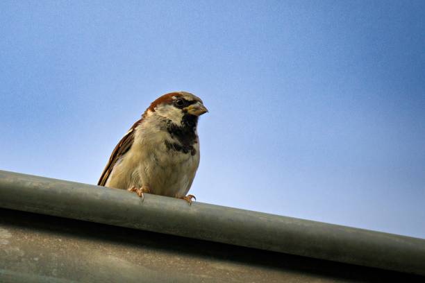 istock Sparrow perched on a metal railing against a blue sky. 2170305449