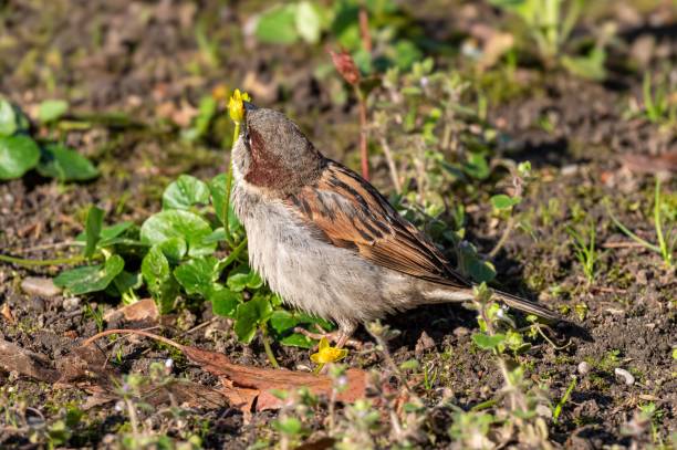 istock A close-up of a sparrow standing on the ground 2170305587