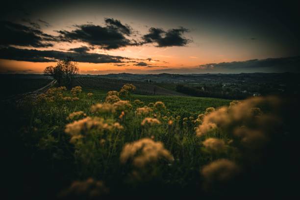 istock Countryside landscape at sunset with flowers 2170305869