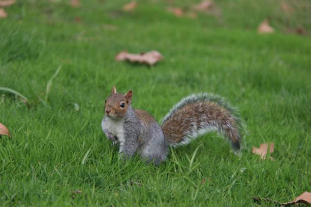 A close-up of a squirrel standing on green grass in a park, with a few fallen leaves in the background.