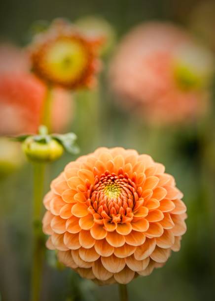 istock Vibrant Orange Dahlia in Full Bloom 2170306070