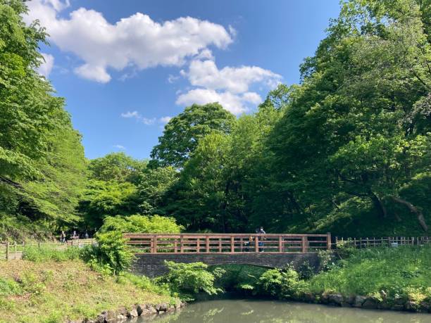 istock Serene park with wooden bridge and lush greenery. 2170306090