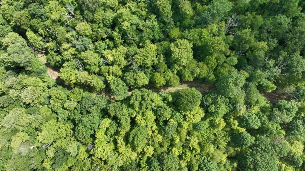 istock Aerial view of lush green forest with a narrow path. 2170306407