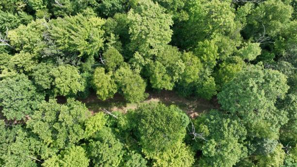 istock Aerial view of a dense forest with a dirt path. 2170306408