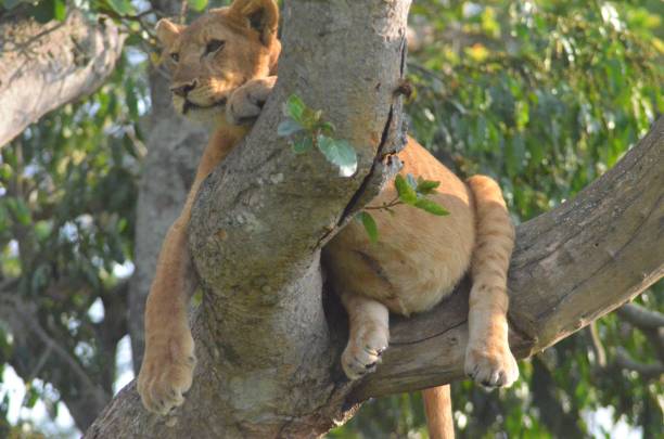 istock Lion cub resting on a tree branch in the wild 2170306488